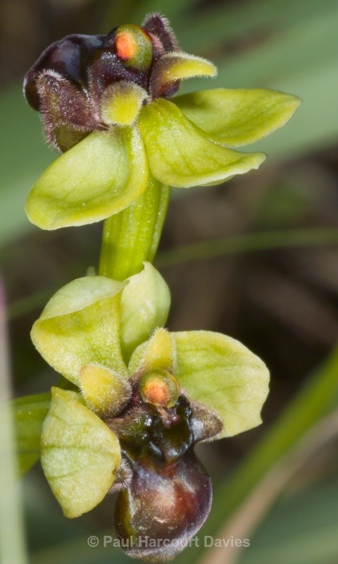 Bumble-bee orchid (Ophrys bombyliflora) - Orchids - Ophrys