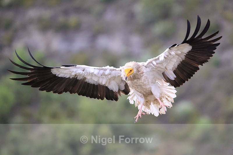 Egyptian Vulture slowing to land, Catalonia, Spain - Egyptian Vulture