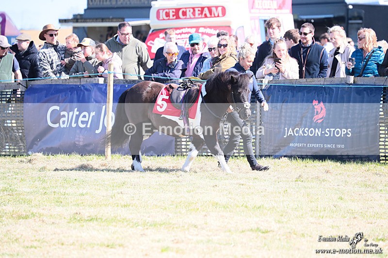 Shet 060426 11 - Shetland Pony Racing Paxford Races Easter Mon 06/04/26