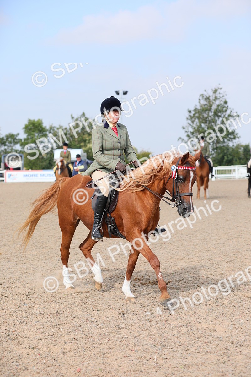 SBM_11399 - Class 305 Ridden Foreign Breeds- Pure Bred