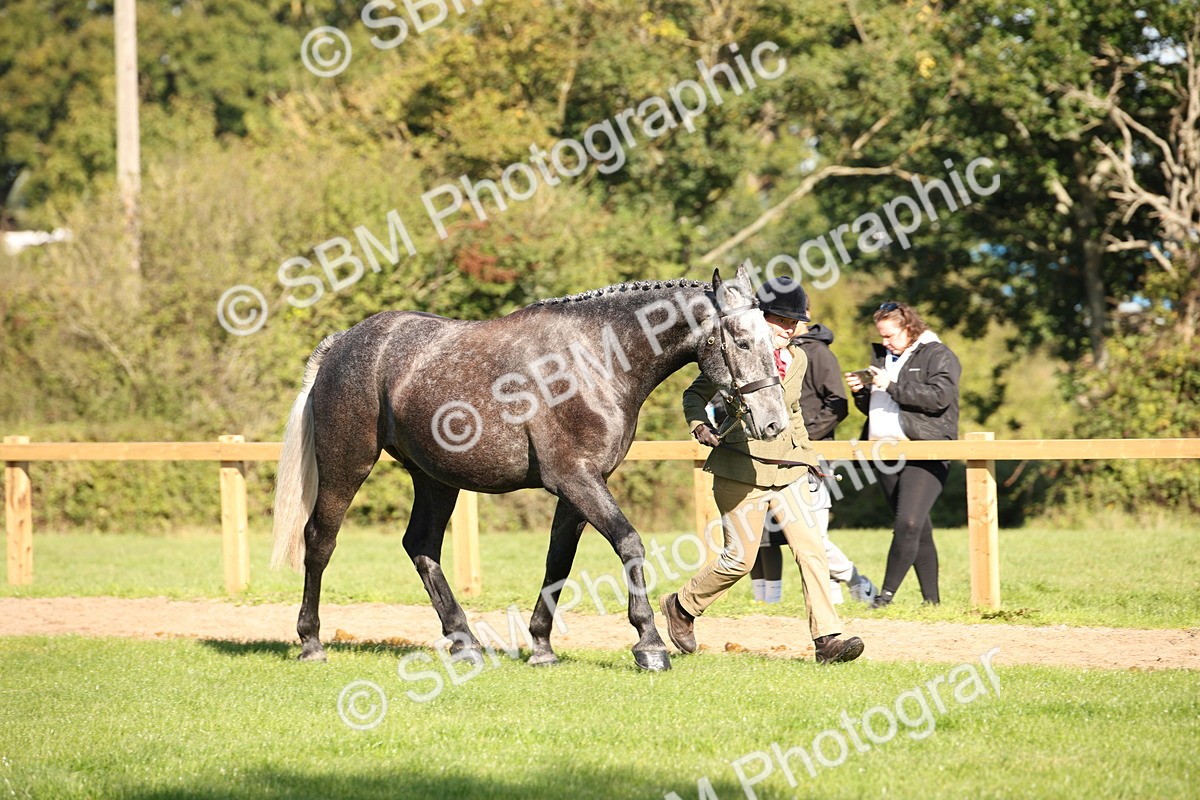 SBM_36565 - S10 - Best In Hand Horse & Pony