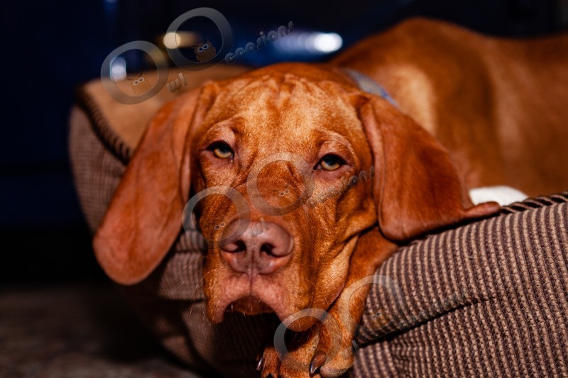 Vitsula_4027 - Pet Photography