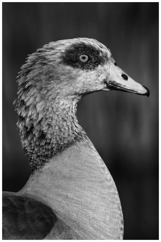 Egyptian Goose Portrait - Latest Work