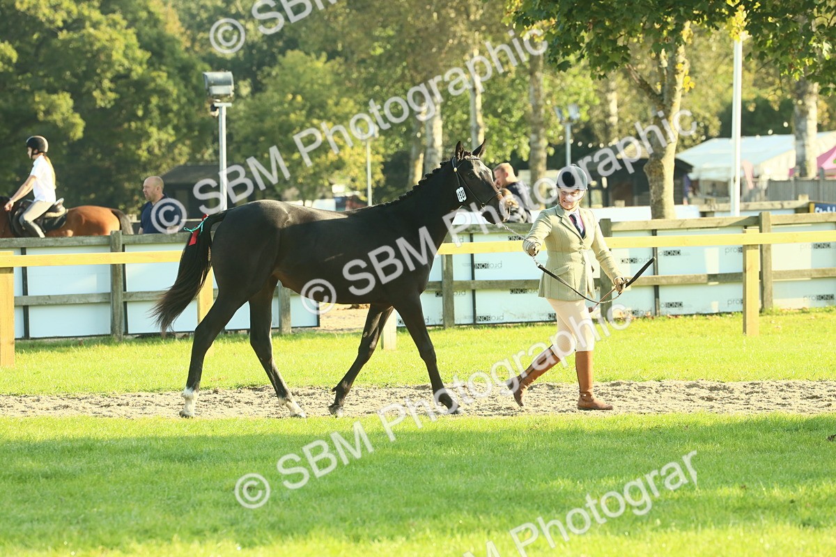 SBM_58535 - S37 - Starters In Hand Showing
