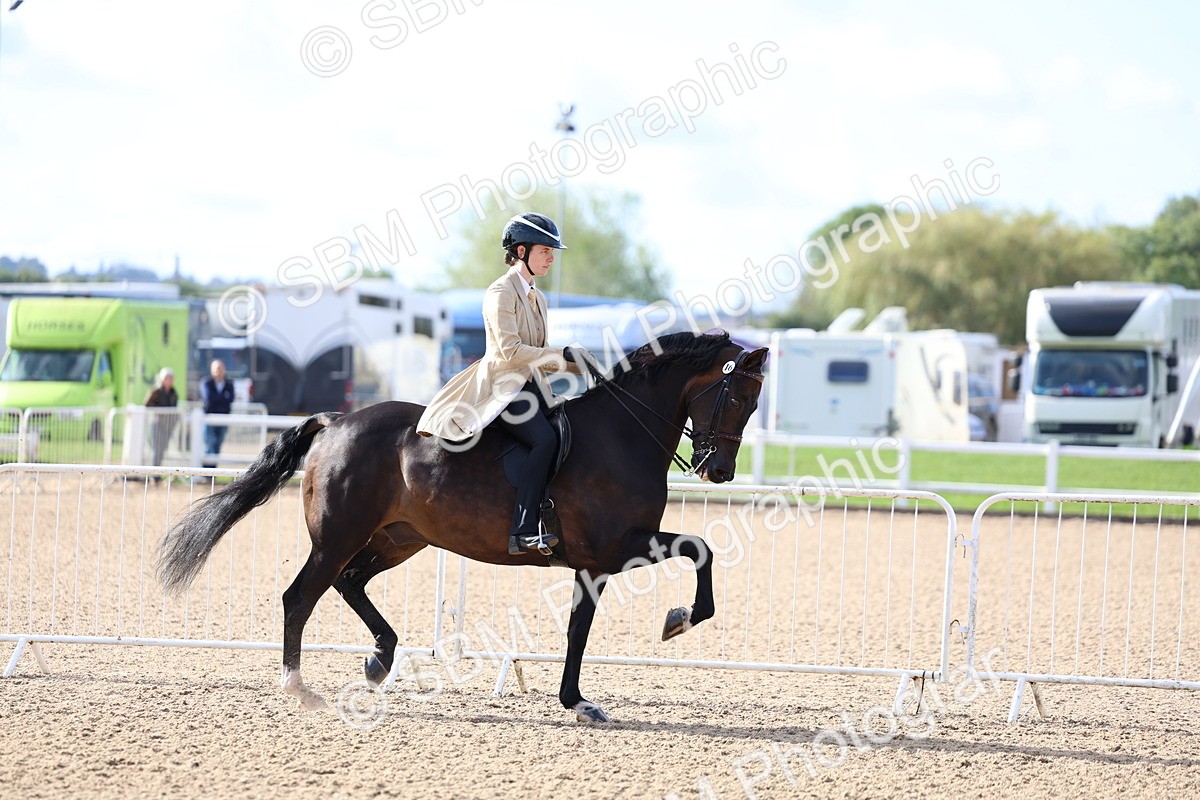 SBM_09105 - Class 303 - Ridden Pure Bred Horse Pony