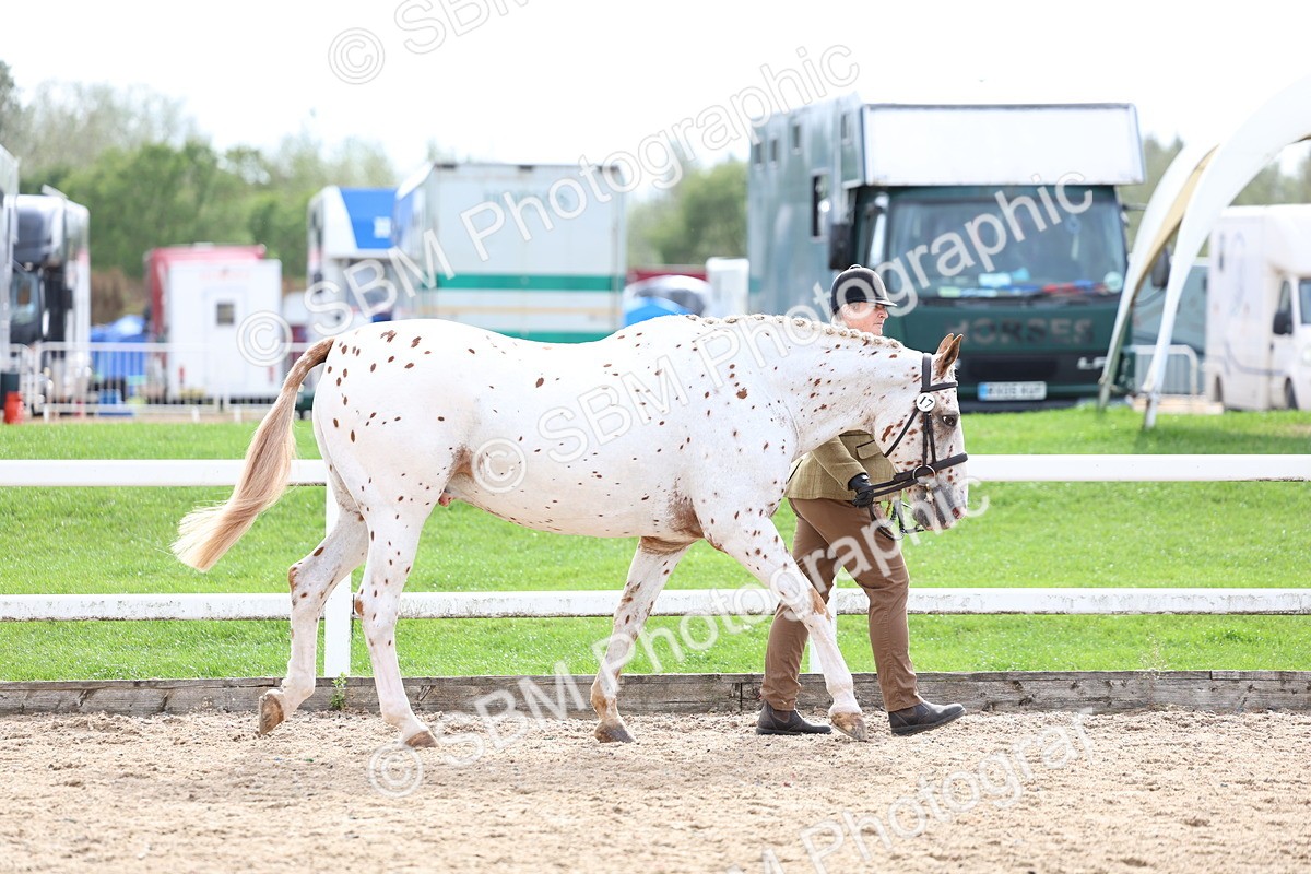 SBM_04440 - Class 26 - IH Foreign Breeds - Part Bred