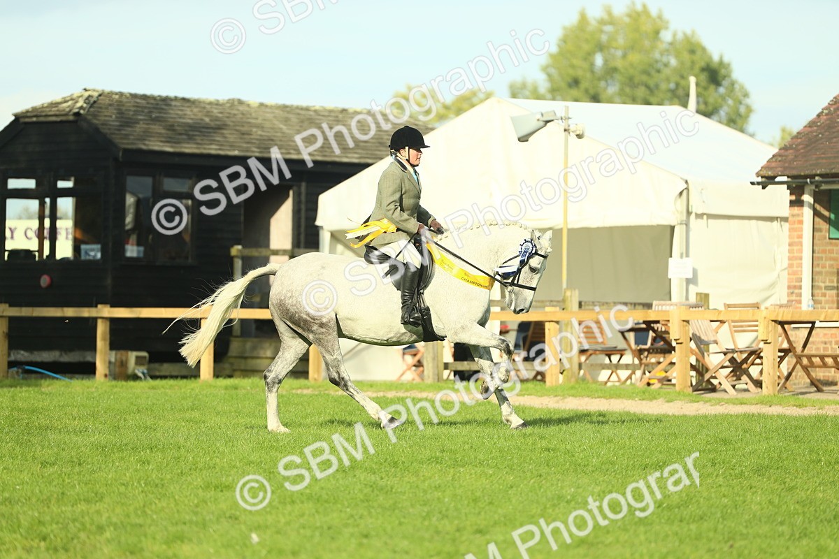 SBM_52340 - Working Hunter Supreme Championship