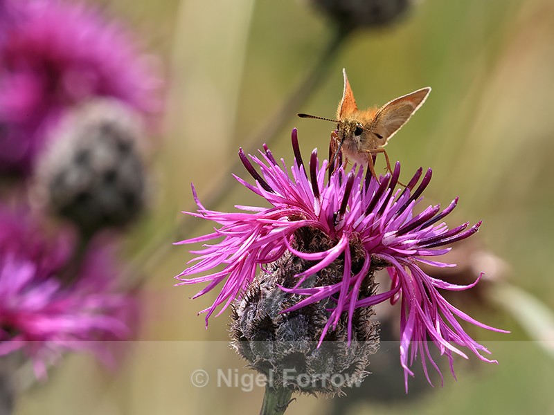 Essex Skipper feeding on Knapweed, Seven Barrows Nature Reserve - INSECTS