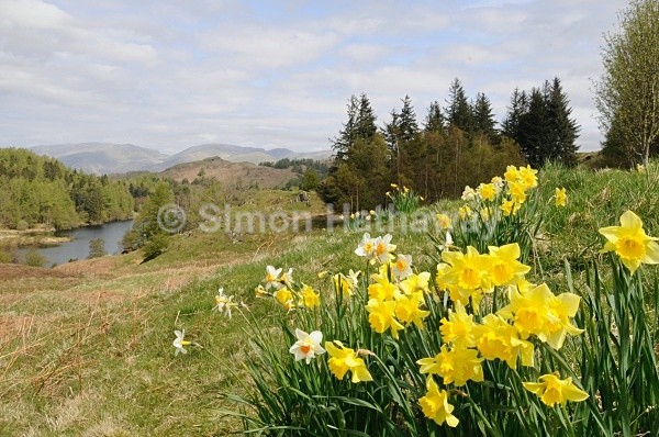 Daffodils above Tarn Hows - English Lake District