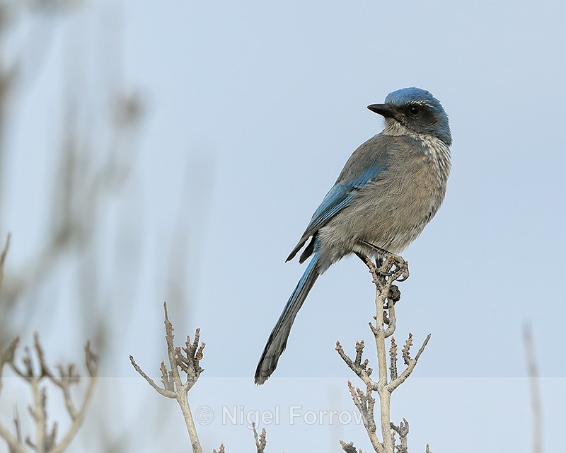 Western Scrub-Jay, Bosque del Apache, New Mexico - Western Scrub-Jay