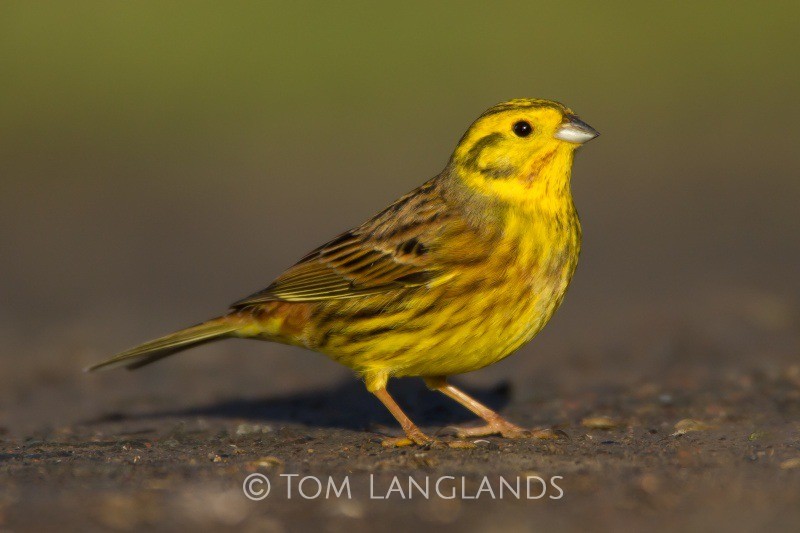 Yellowhammer - All Other Birds