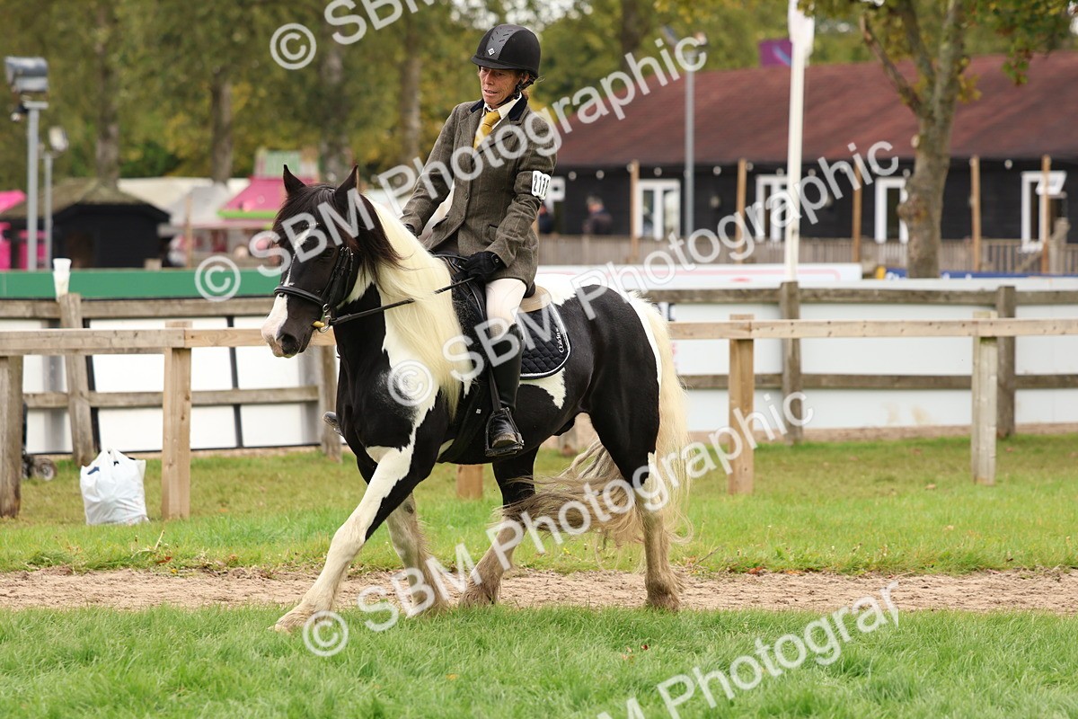 SBM_59923 - S36 - Rehabiliated Rescue Horse & Pony In Hand & Ridden