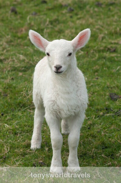 Baby Lamb, Ireland - IRISH FARM ANIMALS