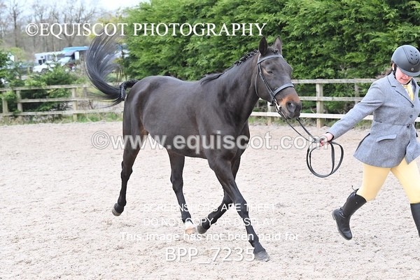 BPP_7235 - RING 1  (RIDDEN HORSES / IN HAND / VETERAN ETC)