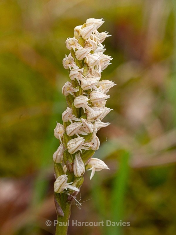 Dense-flowered orchid (Neotinea maculata also N. intacta) - Gargano - Wild Flowers