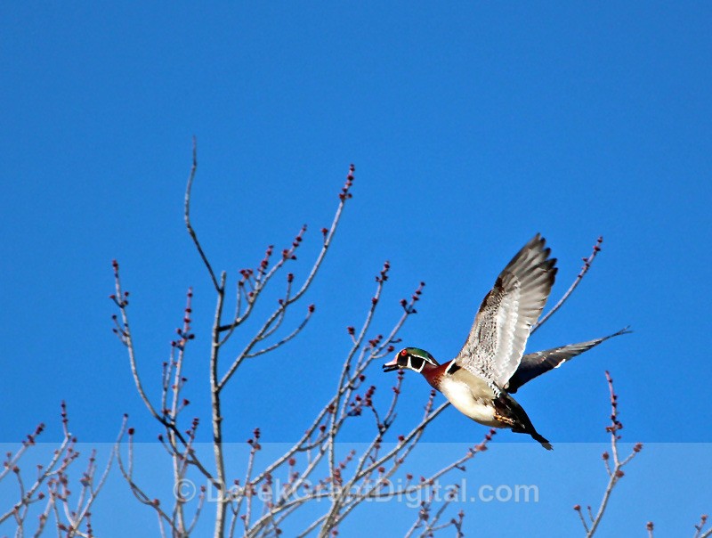 Color on the Wing - 2 - Birds of Atlantic Canada