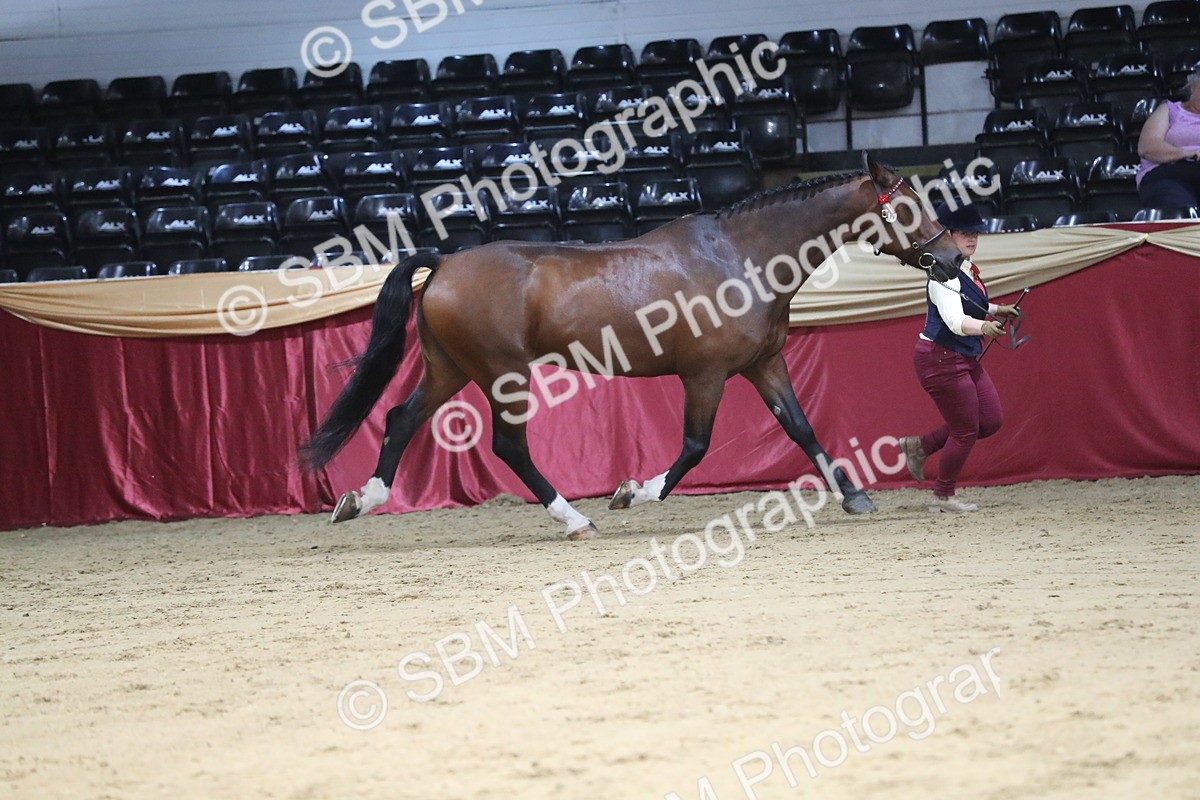 SBM_06302 - Class 9R Regional- IH Pre Vet