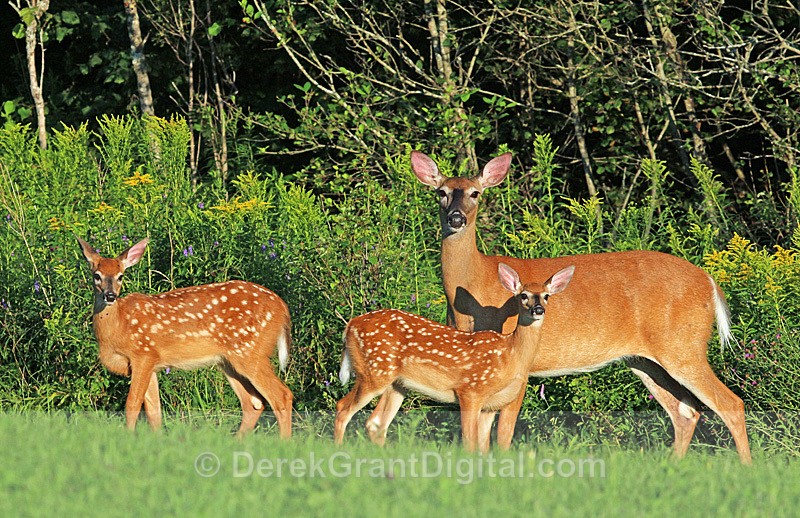 White-tailed Deer Family - Mammals, Reptiles & Amphibians
