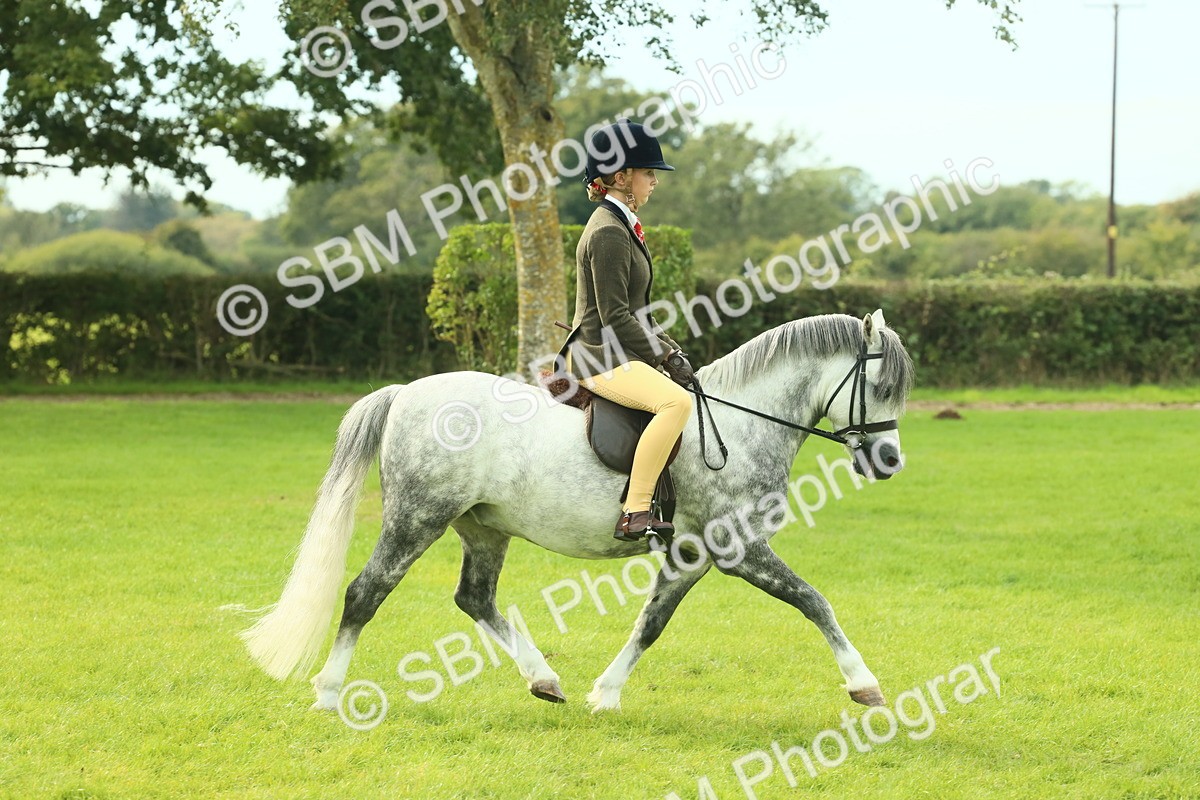 SBM_69804 - S59 - Mountain & Moorland Ridden Small Breeds