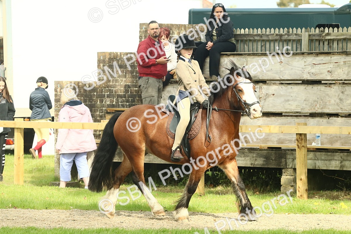 SBM_69020 - S58 - Mini Show Cob Ridden