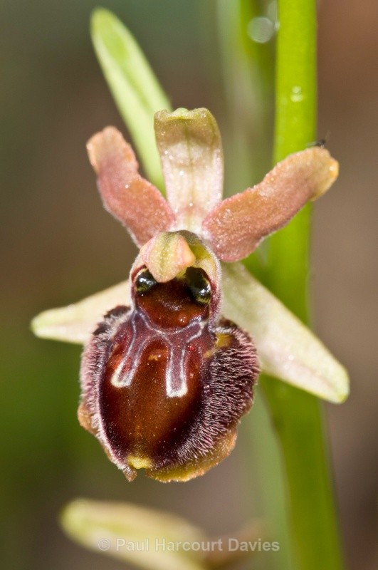 Small Spider  Orchid (Ophrys araneola - Orchids - Ophrys