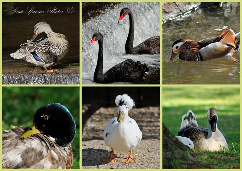 stock 1 DW02 Black Swans Ducks and Geese at Dawlish - Greetings Cards Dawlish