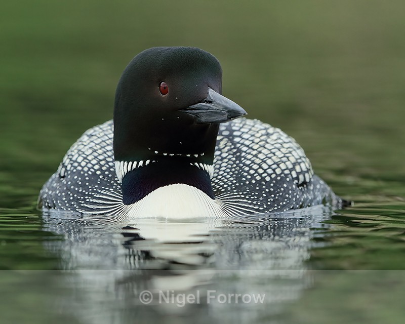 Common Loon, close front view, Minnesota - Great Northern Diver