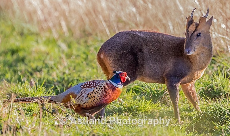 Astland Photography, Bird and Wildlife Images, Susan and Peter Wilson, U.K.