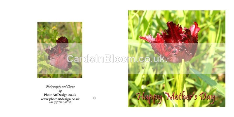 707 Feathered Tulip - Happy Mothers Day - Mother's Day