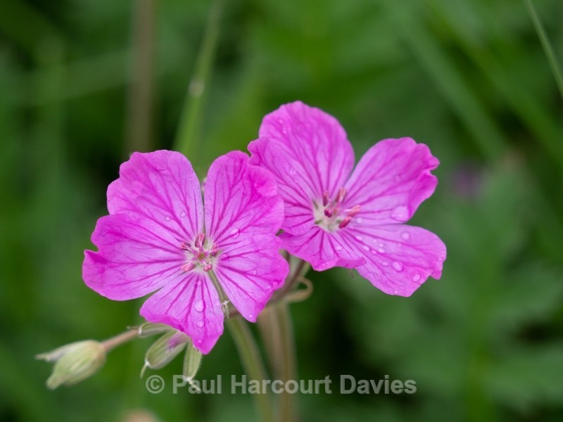 Bloody cranesbill (Geranium sanguineum - Gargano - Wild Flowers