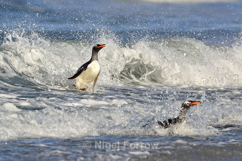 Gentoo Penguin surfing breaking wave, Sea Lion Island, Falklands - Gentoo Penguin