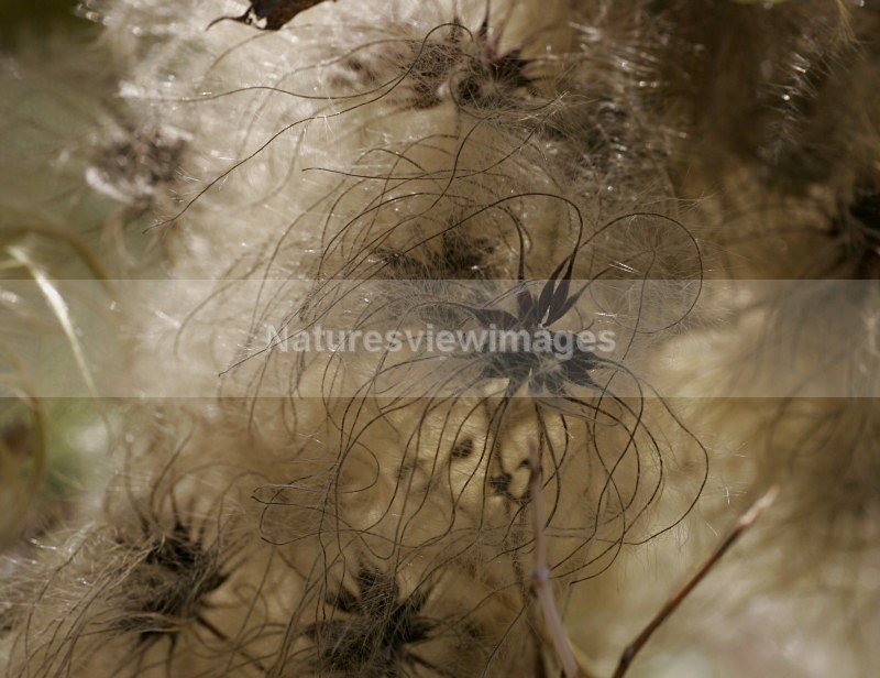 strands - Flora
