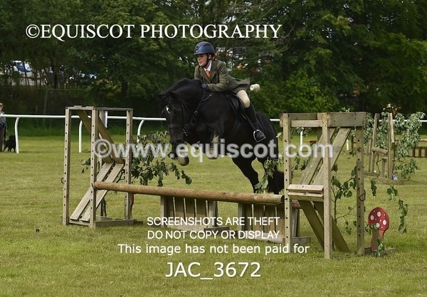 JAC_3672 - 75CM WORKING HUNTER