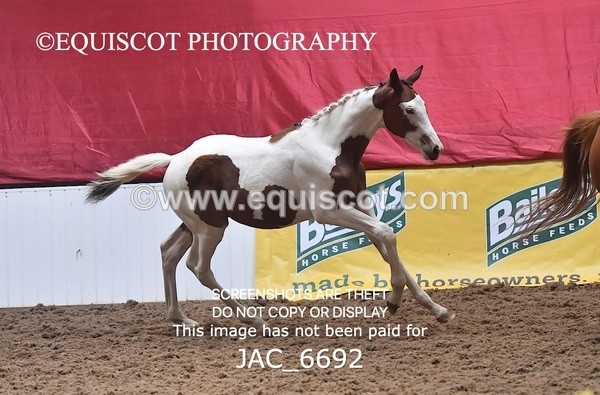 JAC_6692 - 15 Ziggy of Westoak