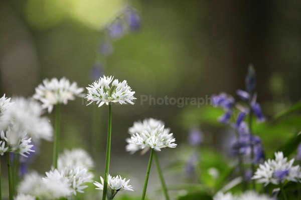  - Woodland scenes & flowers