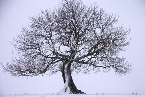 119 - SCOTTISH BORDERS
