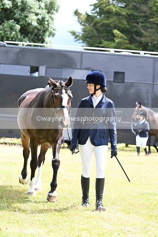 WJ7_6906 - Class 5a Most Handsome Gelding in Hand