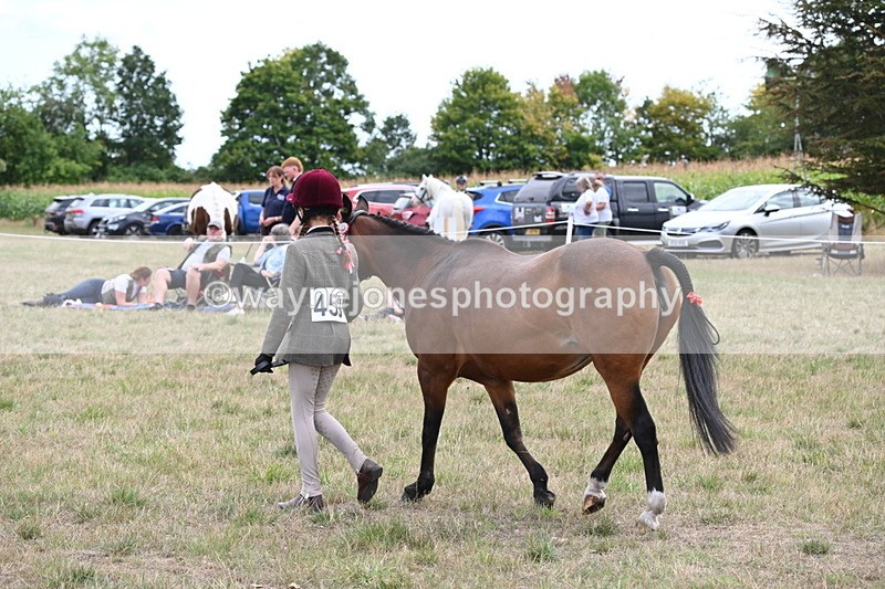 WJ6_6171 - Class 19 In-hand Veterans (Uploaded correct folder)