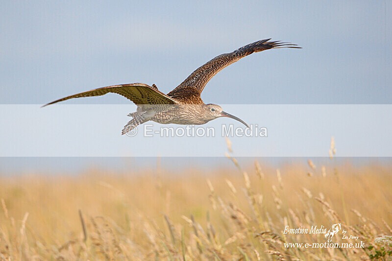 050720 -190906ab - Nature