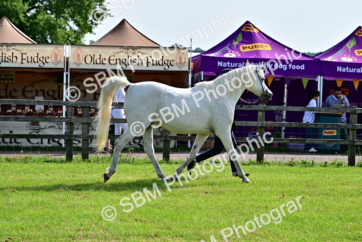 SBM_01053 - Class 46-49 - Arab and Part Bed-Anglo Arab In Hand