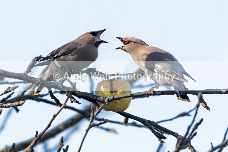 20170309-8E0A3762-4628 - Birds