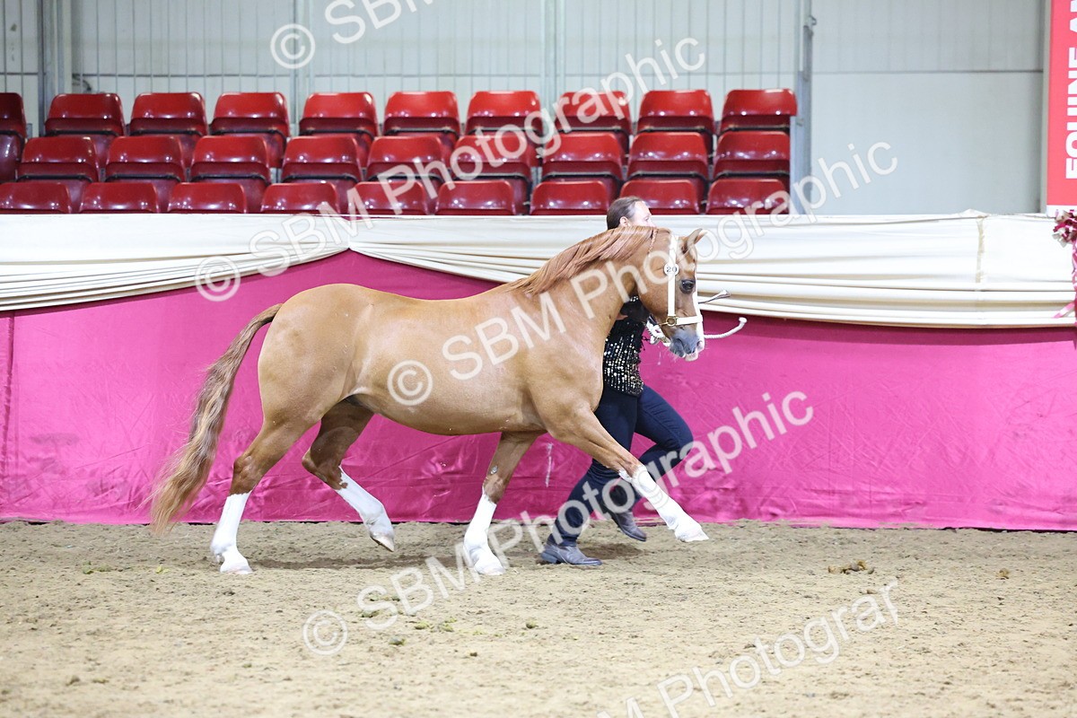 SBM_18684 - Class D IH Pony Champ