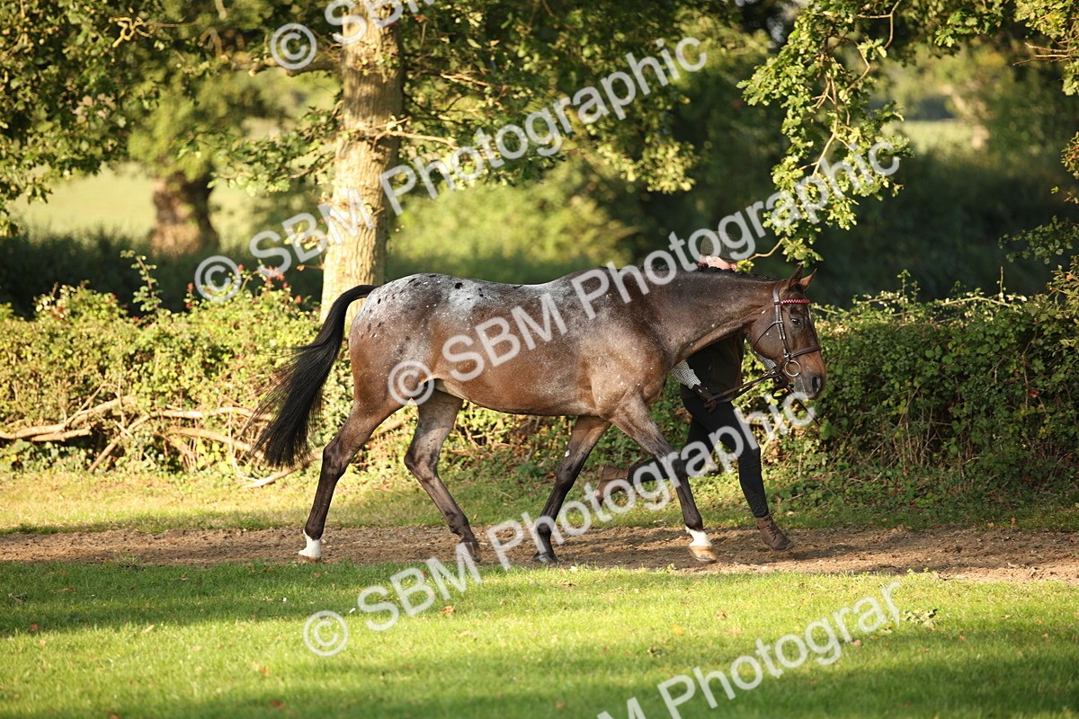SBM_57541 - S50 - Foreign Breeds In Hand
