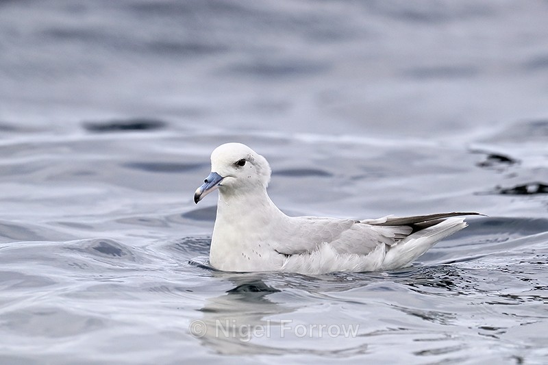 Southern Fulmar floating on sea, South Africa - Southern Fulmar
