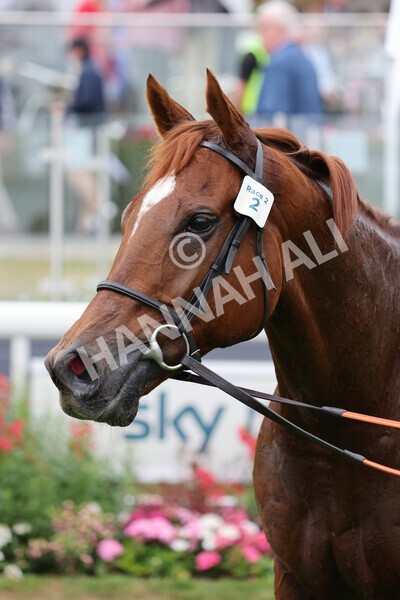 yr22072022r2-67 - Race 2 5.50pm eventmasters.co.uk Stakes