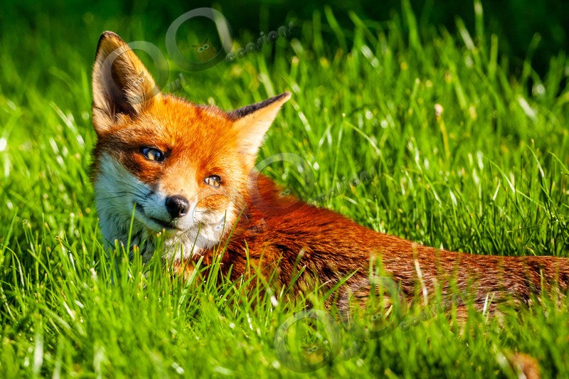 fox vulpes vulpes-6722 - UK Wildlife