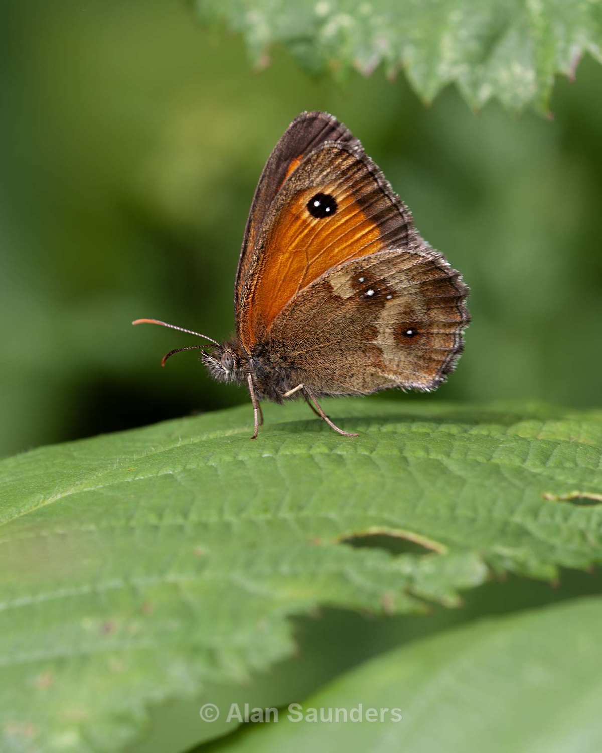 Gatekeeper 1