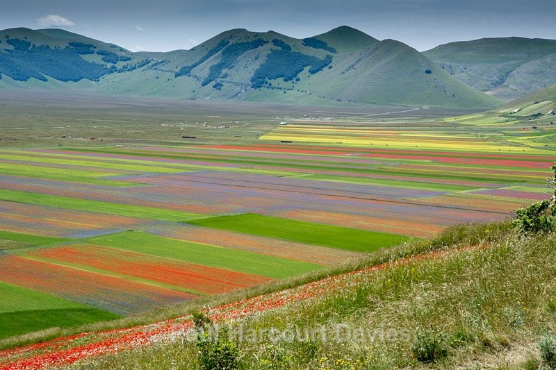  - Plants: wide-angle