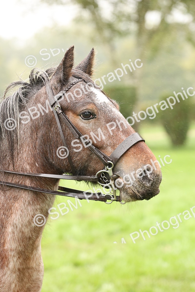 SBM_72804 - S70 - Traditional Cob Ridden