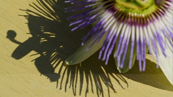 Shadow Copy - MACRO & CLOSE UPS 2